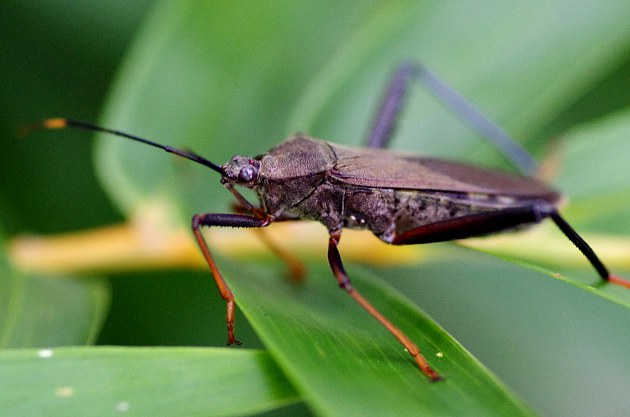 九香蟲是什么？在農村很常見