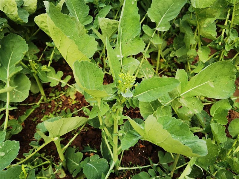 #富硒油菜薹實現(xiàn)量產#什么情況？